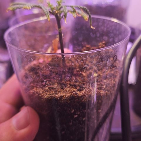 Gorila clone growlog timeline photo