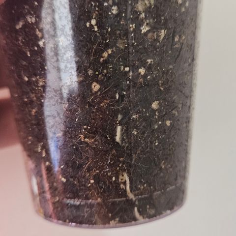 Gorila clone growlog timeline photo
