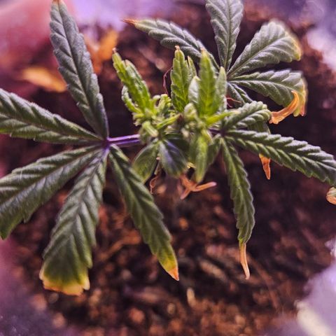 Gorila clone growlog timeline photo