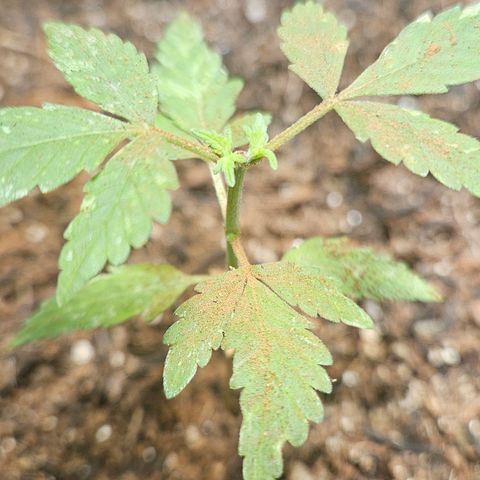 Pineapple Express Auto growlog timeline photo