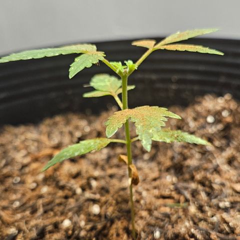 Pineapple Express Auto growlog timeline photo