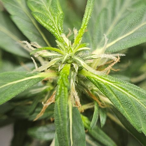 Gorilla Glue growlog timeline photo