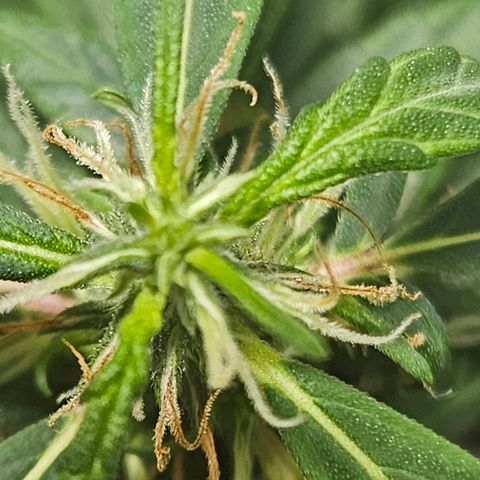 Gorilla Glue growlog timeline photo