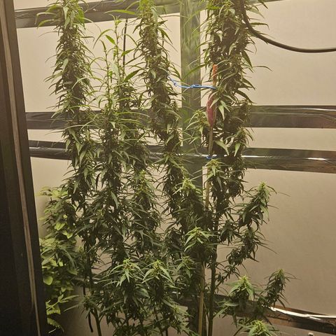 Gorilla Glue growlog timeline photo