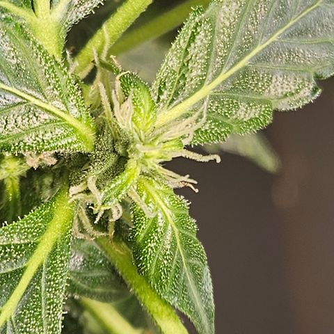Pineapple express auto growlog timeline photo