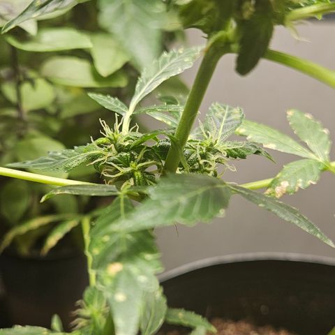 Pineapple express auto growlog timeline photo