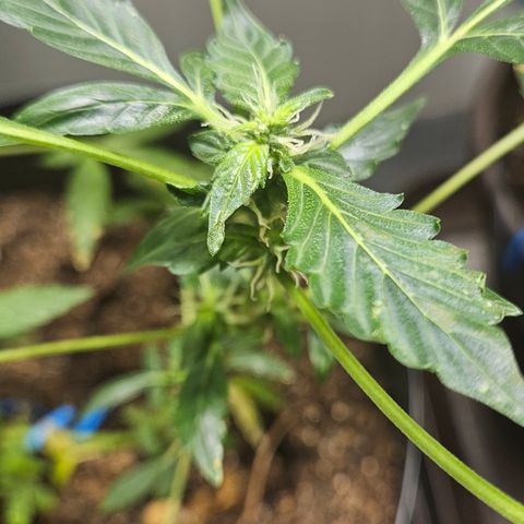 Pineapple express auto growlog timeline photo