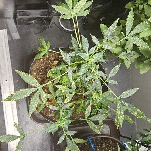 Pineapple express auto growlog timeline photo