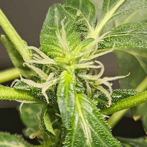 Pineapple express auto growlog timeline photo