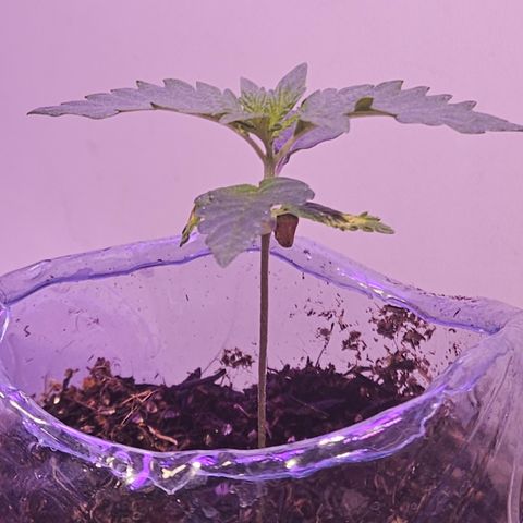 Terple growlog timeline photo