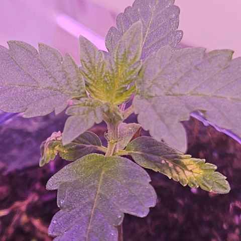 Terple growlog timeline photo