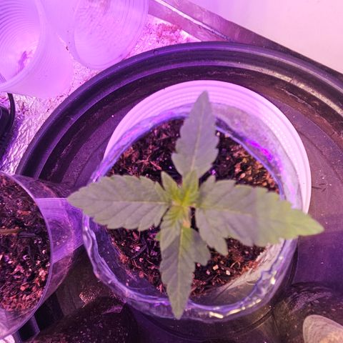 Terple growlog timeline photo