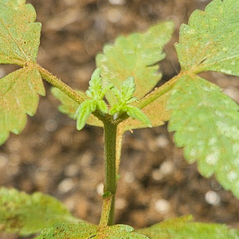 Pineapple Express Auto growlog timeline photo