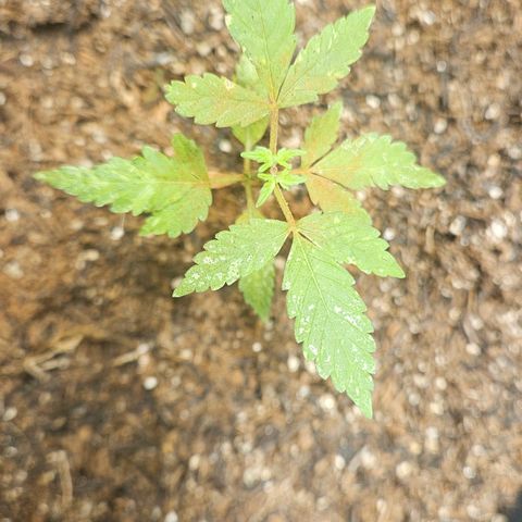 Pineapple Express Auto growlog timeline photo