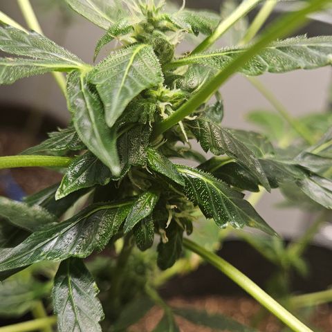 Pineapple express auto growlog timeline photo