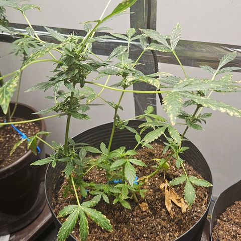 Pineapple express auto growlog timeline photo