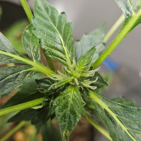 Pineapple express auto growlog timeline photo