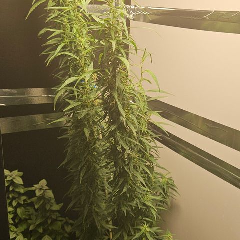 Gorilla Glue growlog timeline photo