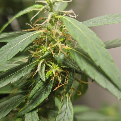 Gorilla Glue growlog timeline photo