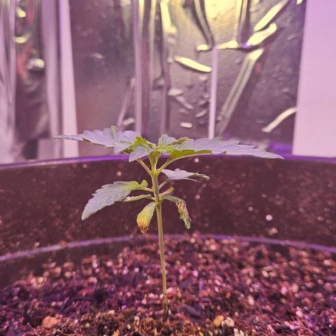 Terple growlog timeline photo