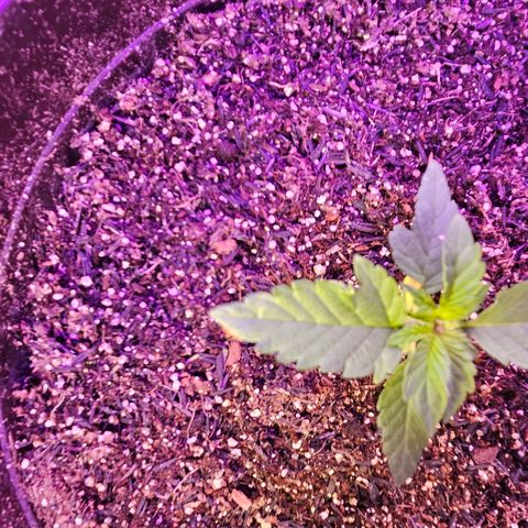 Terple growlog timeline photo