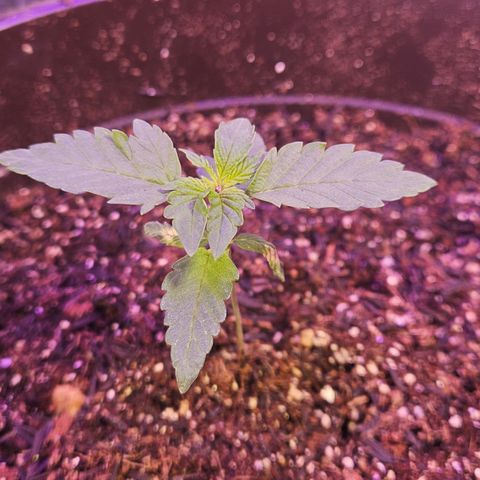 Terple growlog timeline photo