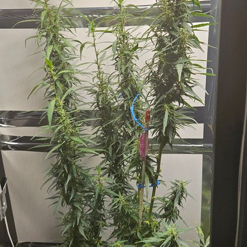 Gorilla Glue growlog timeline photo