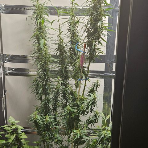Gorilla Glue growlog timeline photo