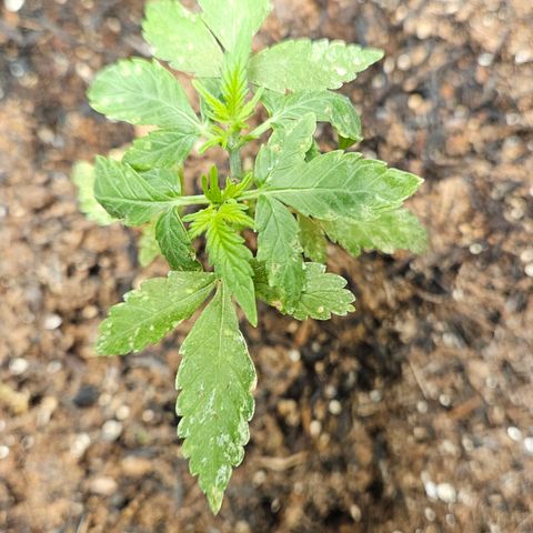 Pineapple Express Auto growlog timeline photo