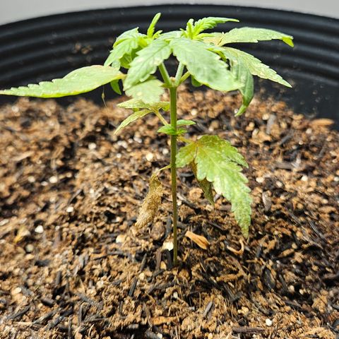 Pineapple Express Auto growlog timeline photo