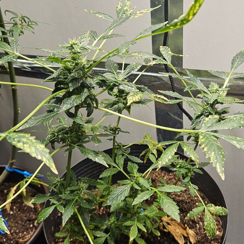 Pineapple express auto growlog timeline photo