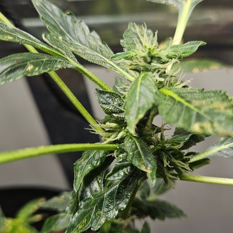 Pineapple express auto growlog timeline photo