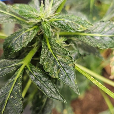 Pineapple express auto growlog timeline photo