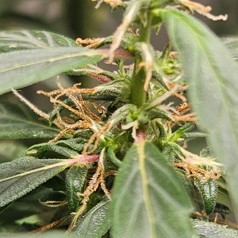 Gorilla Glue growlog timeline photo