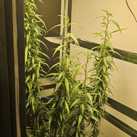 Gorilla Glue growlog timeline photo