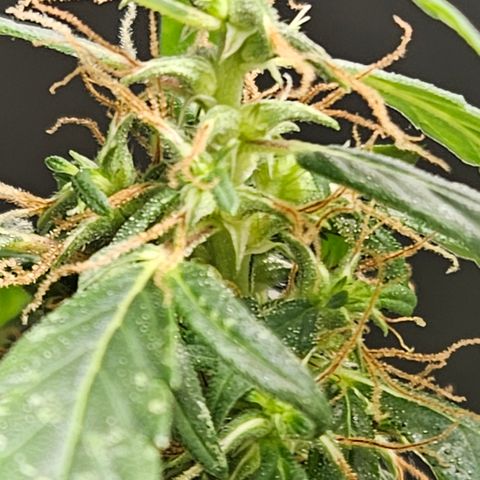 Gorilla Glue growlog timeline photo