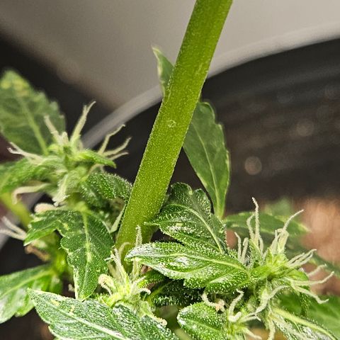 Pineapple express auto growlog timeline photo
