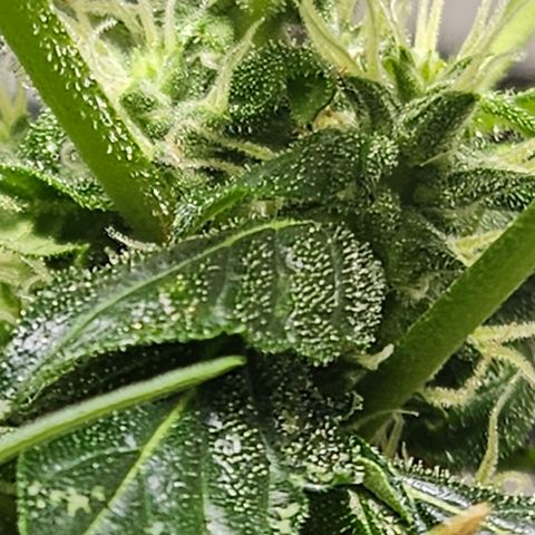 Pineapple express auto growlog timeline photo