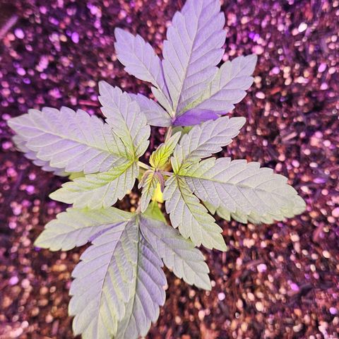 Terple growlog timeline photo