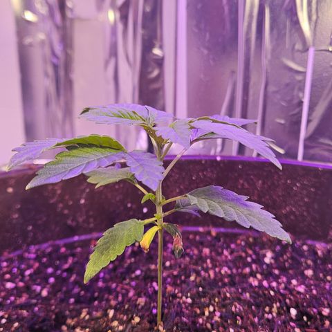 Terple growlog timeline photo