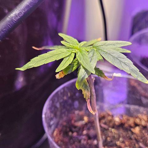 Gorila clone growlog timeline photo