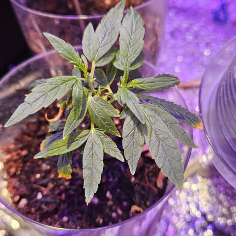 Gorila clone growlog timeline photo