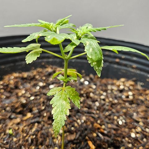 Pineapple Express Auto growlog timeline photo