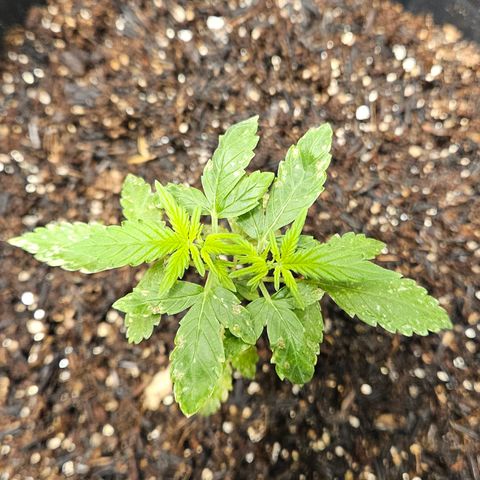 Pineapple Express Auto growlog timeline photo