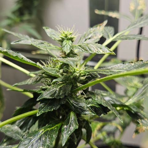 Pineapple express auto growlog timeline photo
