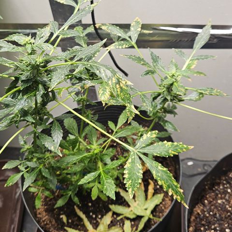 Pineapple express auto growlog timeline photo