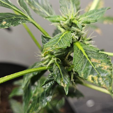 Pineapple express auto growlog timeline photo