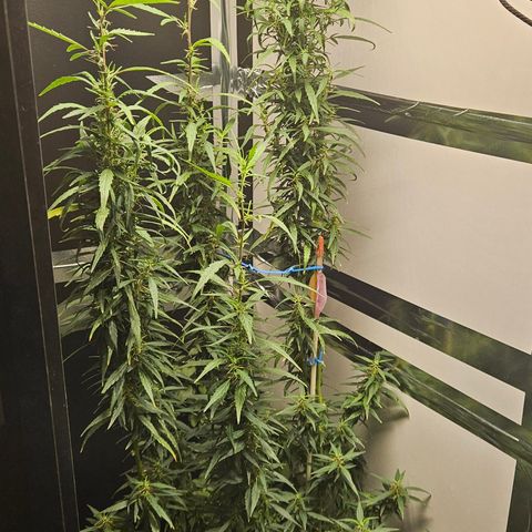 Gorilla Glue growlog timeline photo
