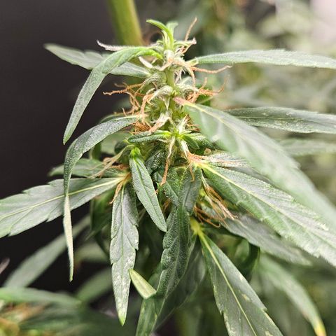 Gorilla Glue growlog timeline photo