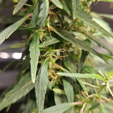 Gorilla Glue growlog timeline photo